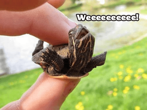 Too-Cute-Turtle