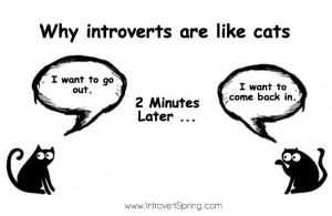 introvert cat meme why introverts are like cats