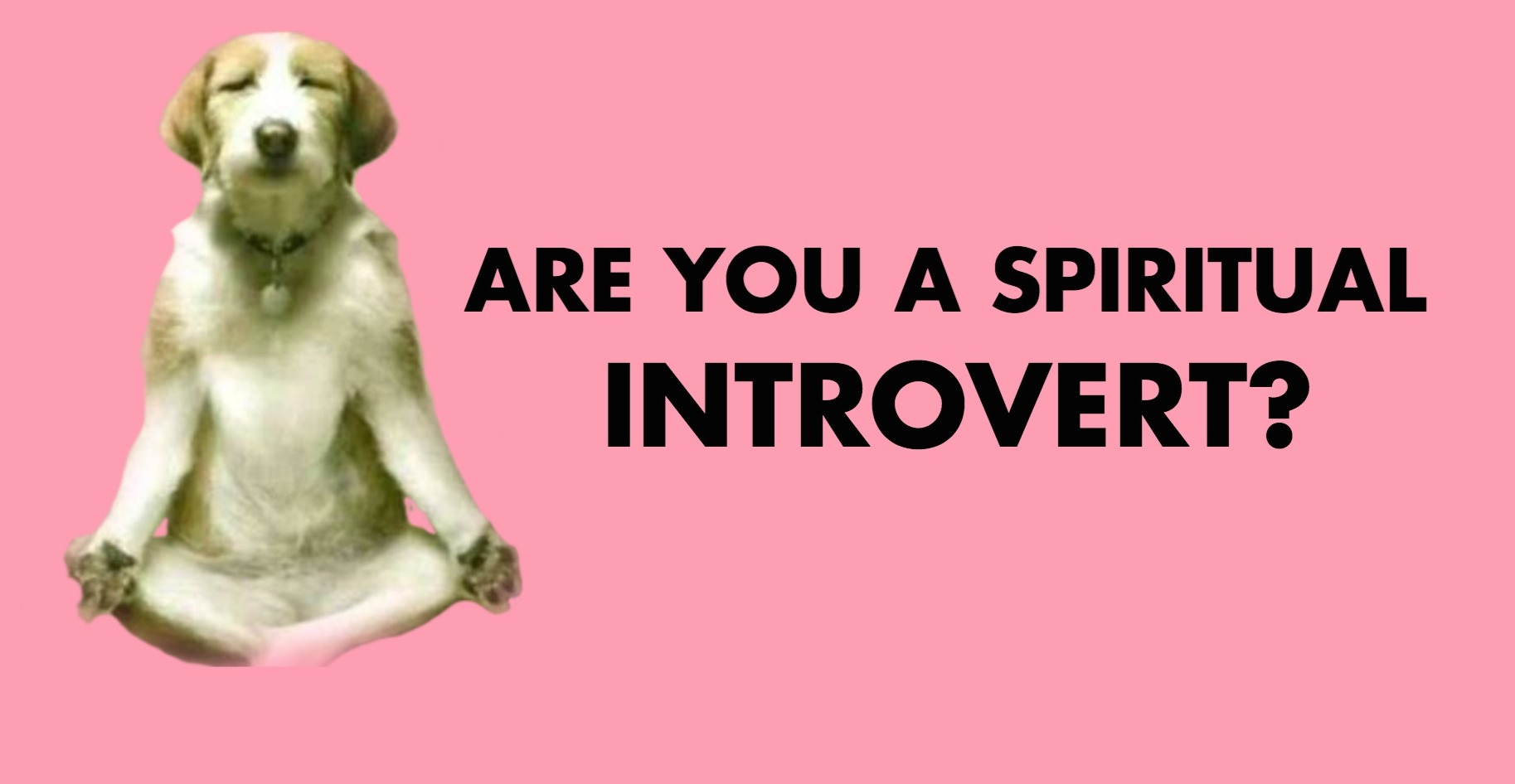 spiritual introvert meditating dog