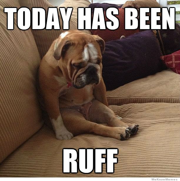 funny animal meme today has been ruff