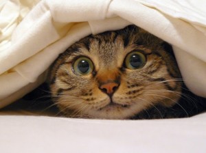 cat under blanket introverting