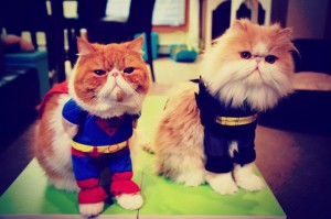 introvert cat superman