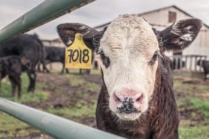 slaughterhouse cow