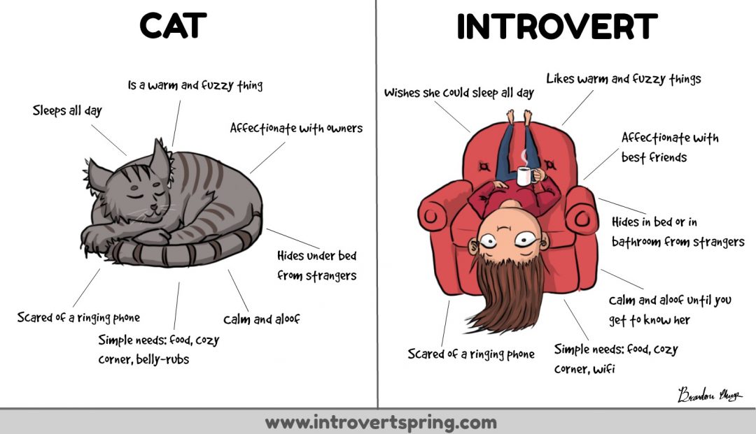 Funny Comic Explains Why Introverts Are Like Cats Introvert Spring